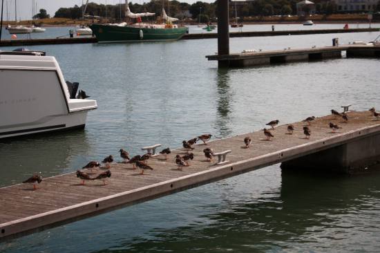 Wildlife at Malahide Marina: Birdwatching & Nature on Dublin's Coast