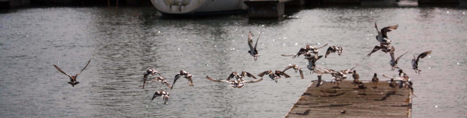 The Wildlife Around Malahide Marina