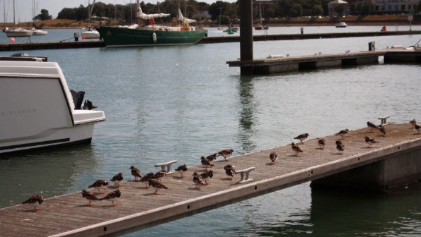 Tips for Wildlife Spotting